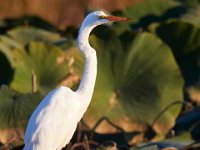 10-01-17-Mattawoman27007