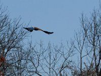 10-01-17-Mattawoman27087