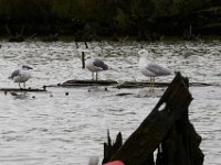 10-14-17-Mallows Bay-27628
