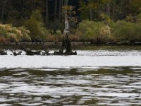 10-14-17-Mallows Bay-27646