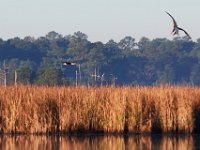10-21-17-Blackwater-28172